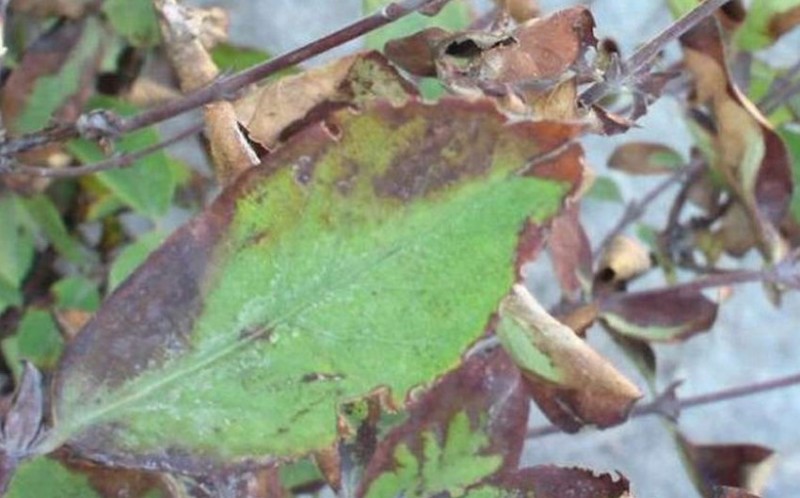 Рамуляриоз листьев жимолости