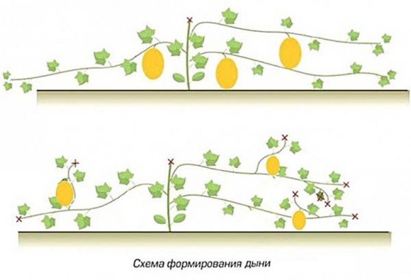 Как прищипывать дыню