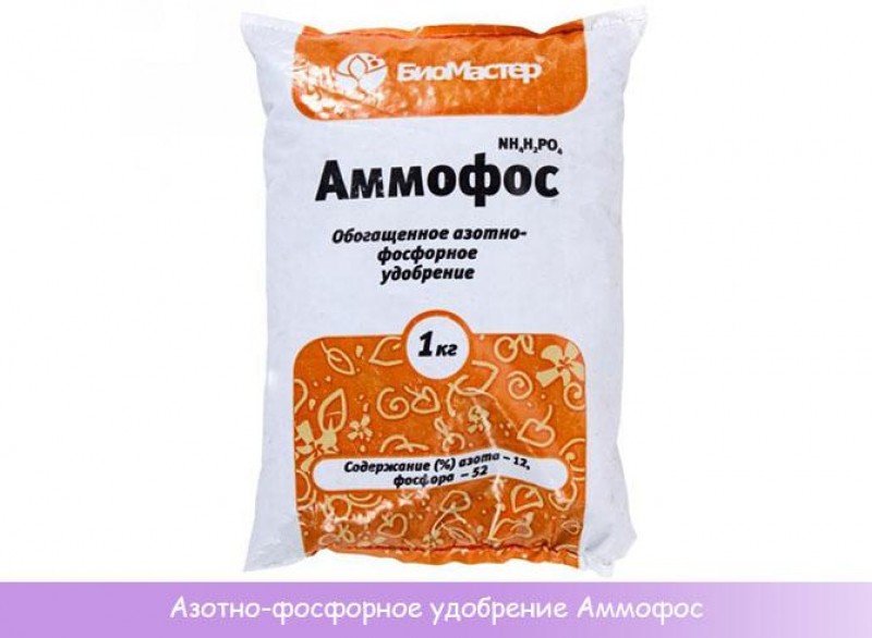 Чем подкормить хвойные весной