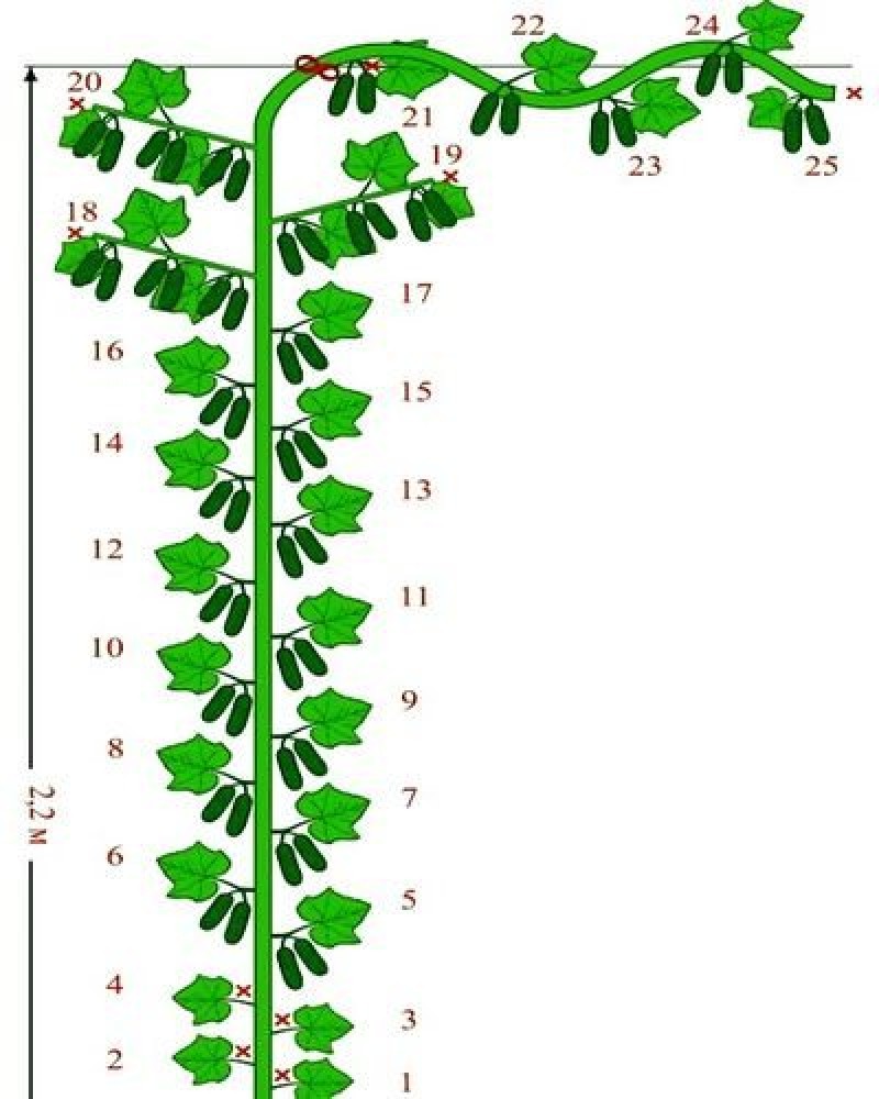 Строение куста огурца рисунок