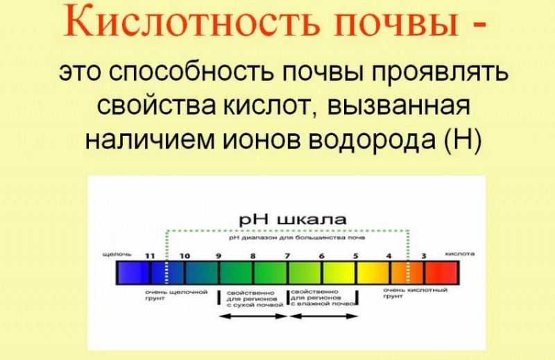 Кислотность почвы