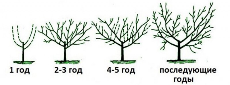 Как правильно обрезать яблоню: инструкция для начинающих в картинках