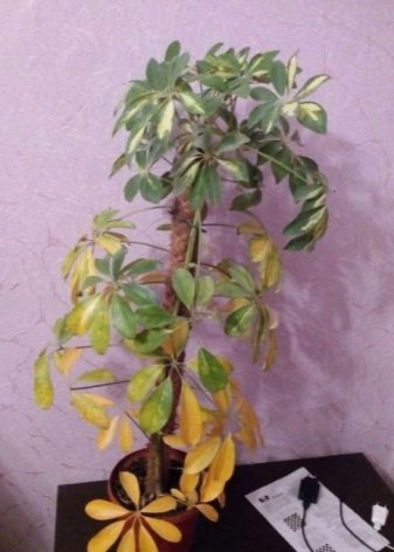 Цветок шеффлера светлеют листья. Шефлера сбрасывает листья. Шефлера сбрасывает листья. Шефлера сбрасывает листья. Шеффлера трипсы.