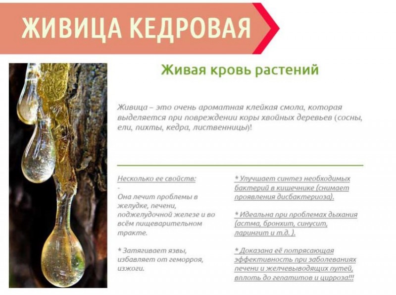 Живица кедровая на льняном масле применение. Живица 30% на льняном масле, 100 мл. Смола лечебная кедровая живица. Свойства живицы кедровой. Живица кедровая.