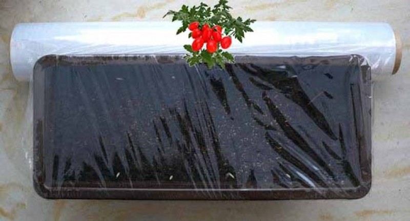 Семена для рассады. Надо ли рассаду накрывать пленкой. Рассада под пленкой. Пленка для рассады. Надо ли рассаду накрывать пленкой.