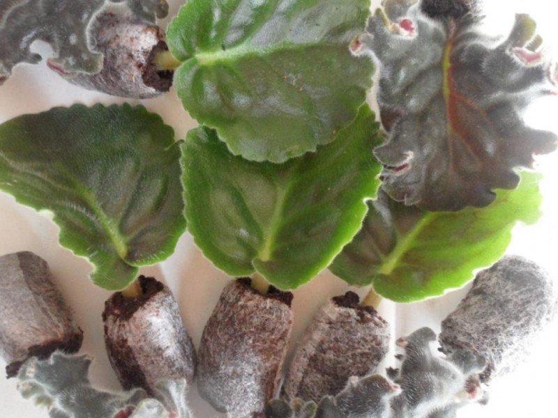 черенкование в домашних условиях