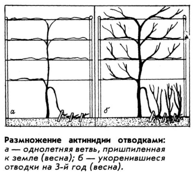 Посадка актинидии. Актинидия коломикта норма посадки. Актинидия коломикта обрезка весной. Как правильно садить актинидию. Актинидия коломикта обрезка.