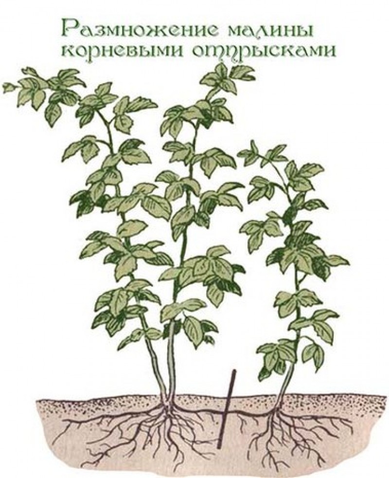 корневые черенки малины. малина размножение корневыми. размножение малины корневыми черенками. малина размножение корневыми. малина размножается вегетативно.