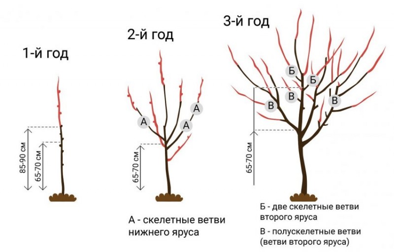 Обрезка в первые годы