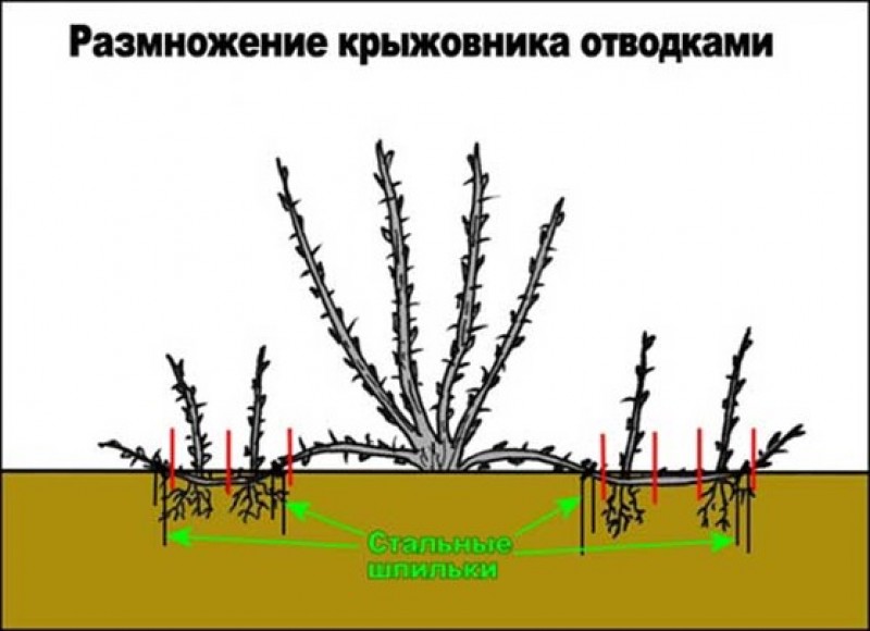 Размножение осенью. Отводки крыжовника. Крыжовник размножающийся отводками. Посадка отводка крыжовника. Отводок крыжовника.