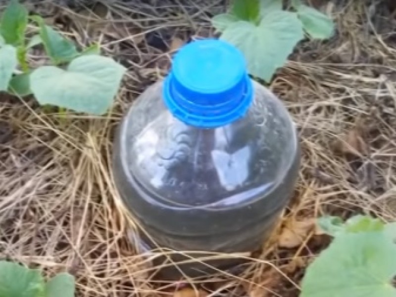 Полив огурцов в теплице бутылками. Пластиковые бутылки для полива. Полив из бутылок. Капельный полив из бутылки. Капельный полив из пластиковых бутылок.