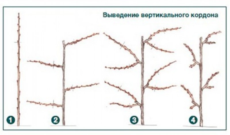 Горизонтальный кордон винограда схема