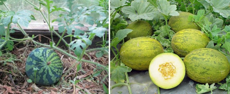 рассада арбузов и дынь. рассада арбузов и дынь. вырастить дыню на балконе. рассада арбуза. росток арбуза.
