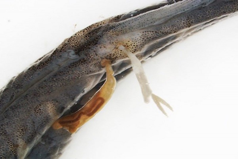 чешуя рыбы. рыба покрыта чешуей. золотой карась пятак. слизь покрывающая рыбу. слизь покрывающая рыбу.