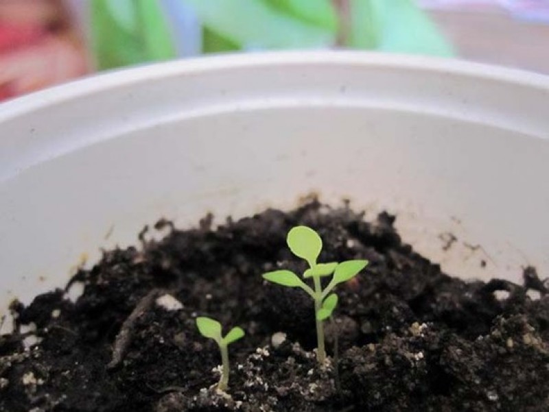 Будлея из семян выращивание в домашних условиях