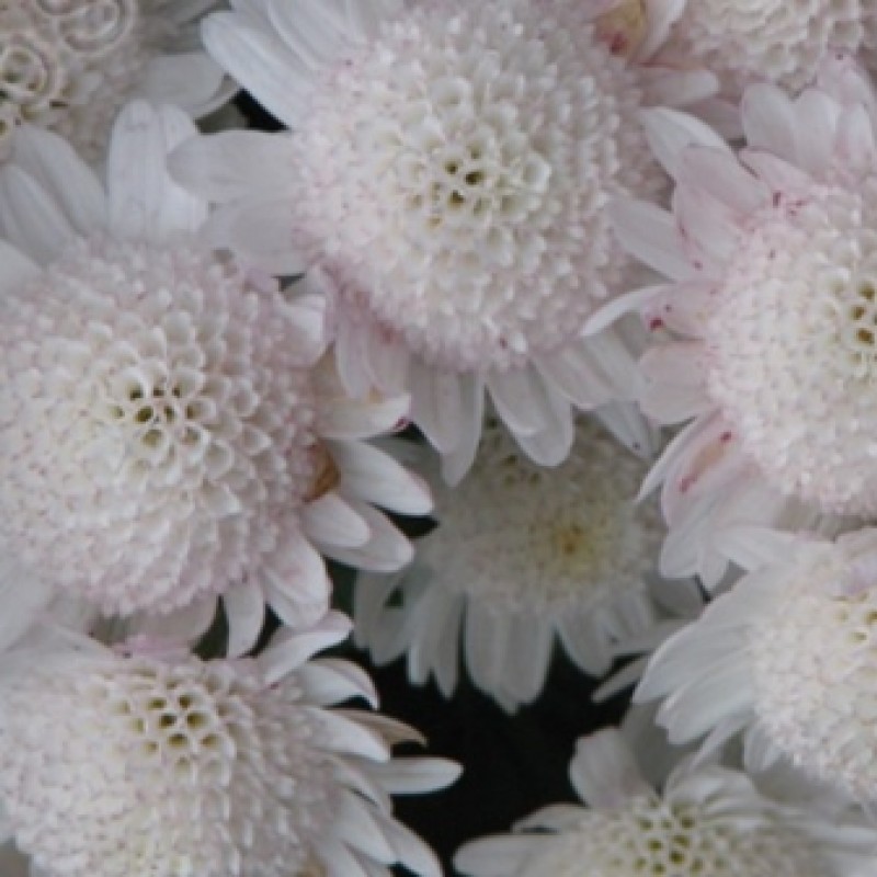 Тысячелистник птармика уайт. Белое разнообразие. Белое разнообразие. Сангвинария махровая. Амурский тигр белый.