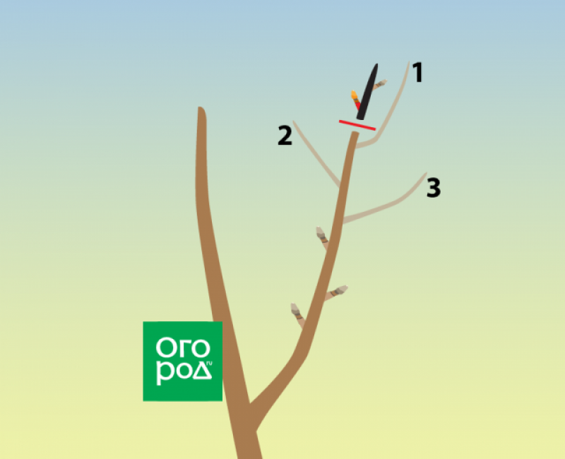 Обрезка деревьев абрикос схема. Принципы обрезки плодовых деревьев схема. Секатор pruning shears. Гибискус кленолистный махагони сплендер выращивание из семян. Обрезка куста винограда.