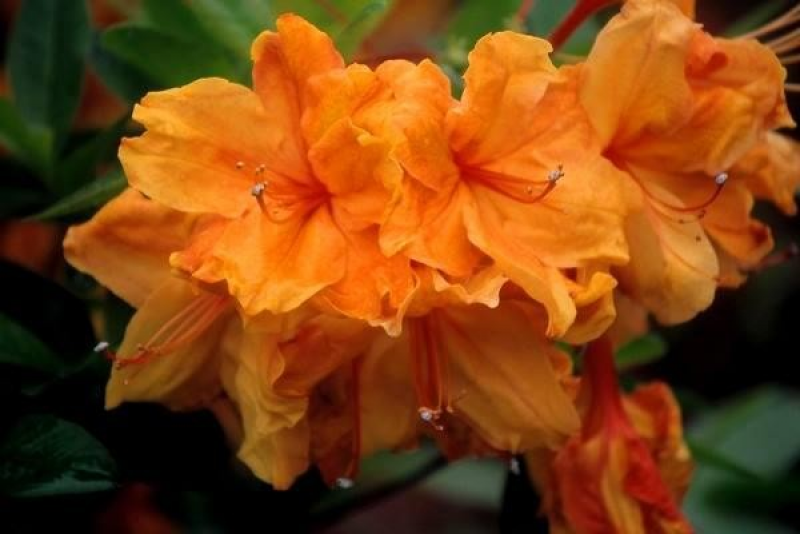 Glowing embers. Рододендрон листопадный Гловинг эмберс. Рододендрон Глоуинг эмберс
