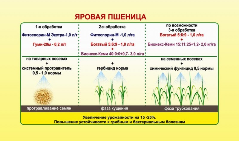 Юность весеннее время человека в которое засеваются семена на будущие годы жизни схема предложения