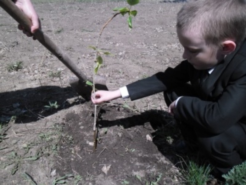 Череночник своими руками. Плодовые культуры зеленое черенкование. Отводки вегетативное размножение. М. Черенкуем флоксы.