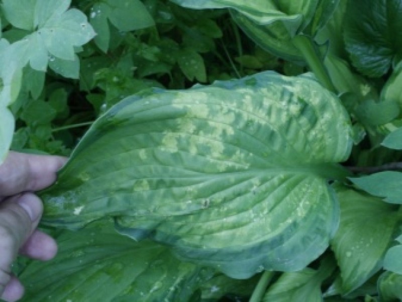 Вирус хосты. Серая гниль хоста. Хоста болезни антракноз. Серая гниль хоста. Вирус хосты.