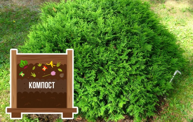 Чем подкормить хвойные весной