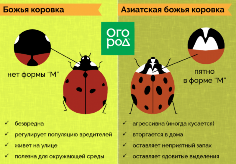 Органы божьей коровки. Божья коровка Арлекин укусы. Как определить пол Божьей коровки. Внешнее строение Божьей коровки. Разновидности Божьих коровок.