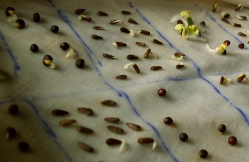 Как замачивать семена арбуза