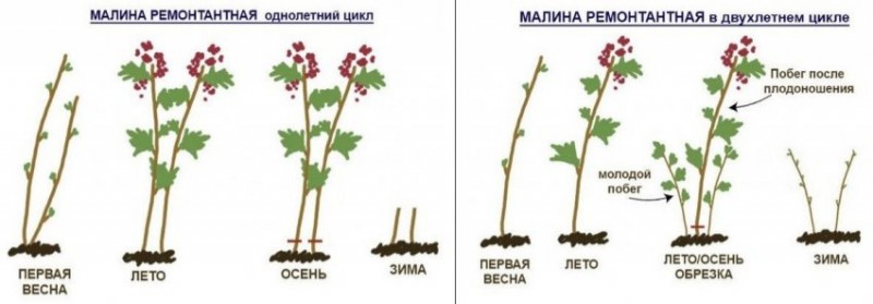 Обрезка ремонтантной малины