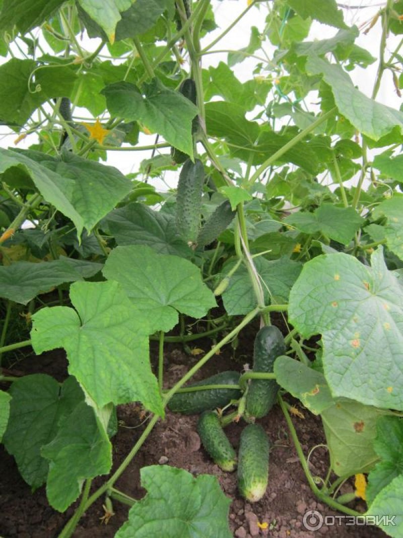 гавриш огурец черномор. семена огурец артист f1 гавриш. огурец артист ф 1. огурец артист f1 (голландия). огурцы сорт артист.