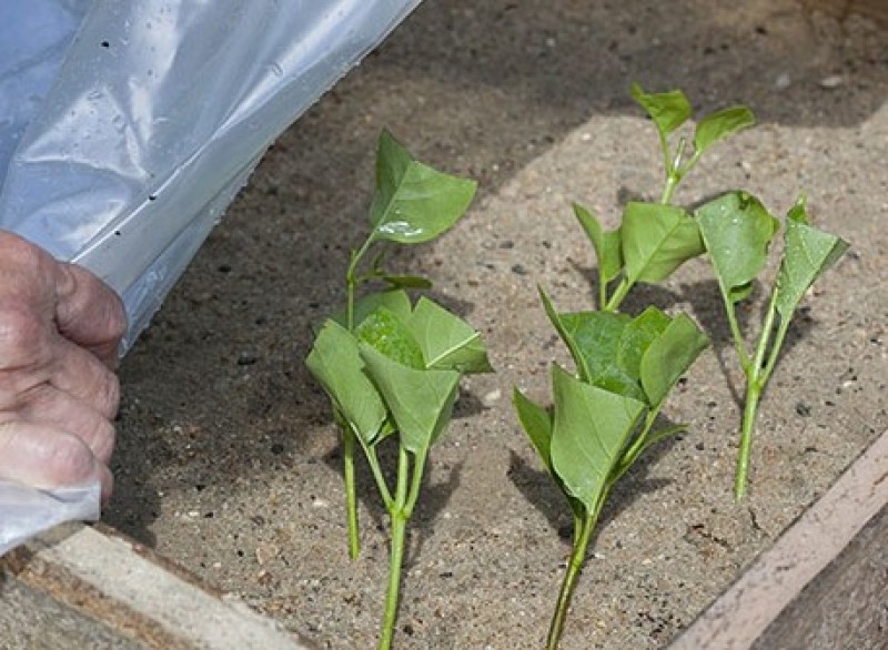 Размножить сирень черенками. Отростки сирени. Черенкование сирени весной. Черенкование сирени зелеными черенками. Зеленое черенкование сирени.