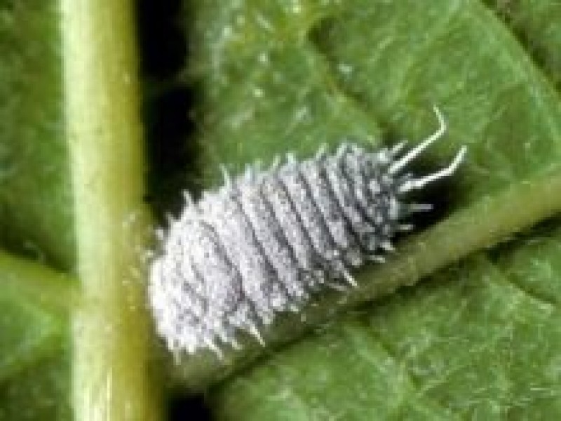 На растениях белые насекомые комнатных листьях. Мучнистый червец личинки. Трипсы, мучнистые жучки.. Червец Крапивный. Мучнистый червец в земле