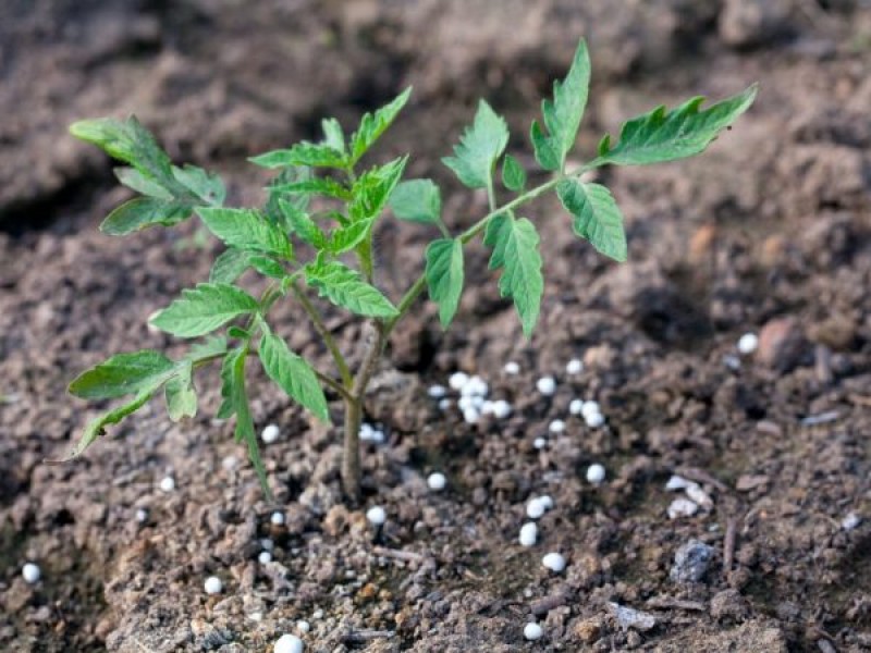 Удобрение можно внести в лунки перед посадкой