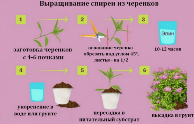 Выращивание спиреи из черенков
