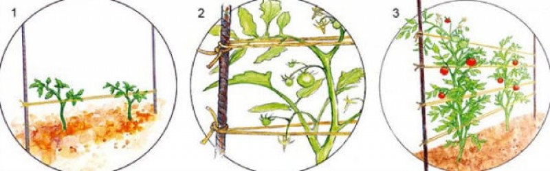Подвязка томатов свободной петлей схема