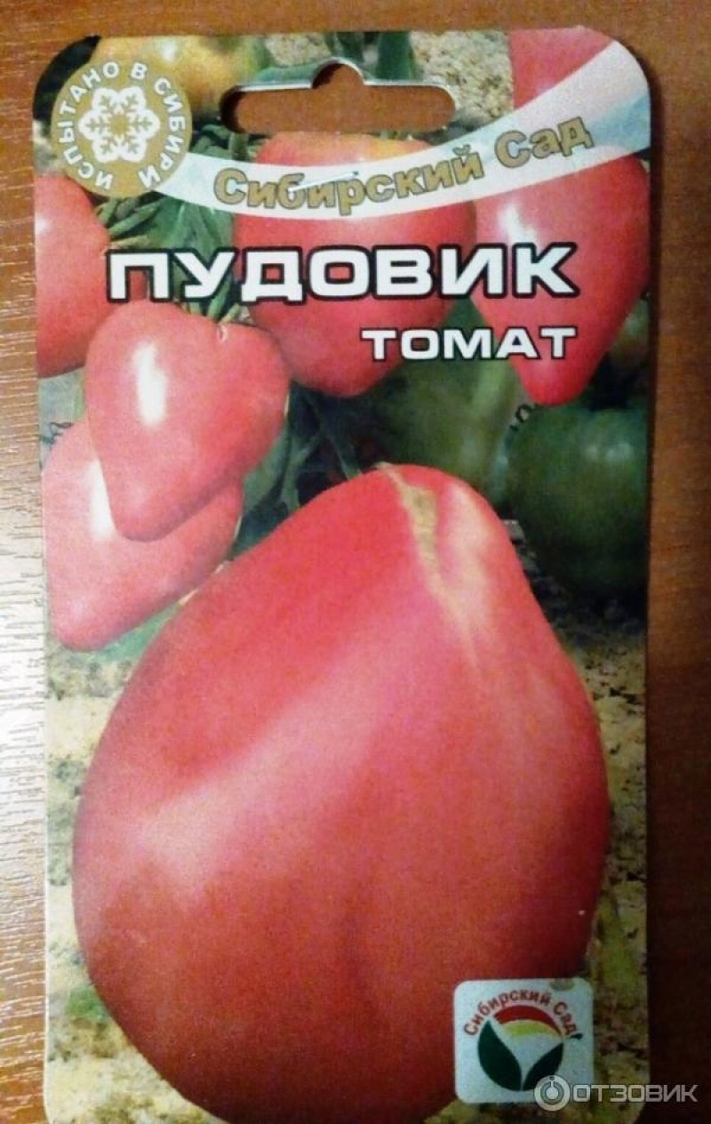 Томат пудовик урожайность. Томат Сибирский Пудовик. Семена томат Пудовик. Сорт томата Пудовик. Томат Пудовик Сибирский сад.