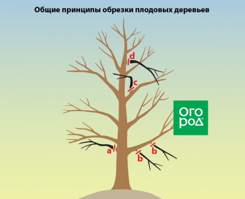 Весенняя обрезка груши схема