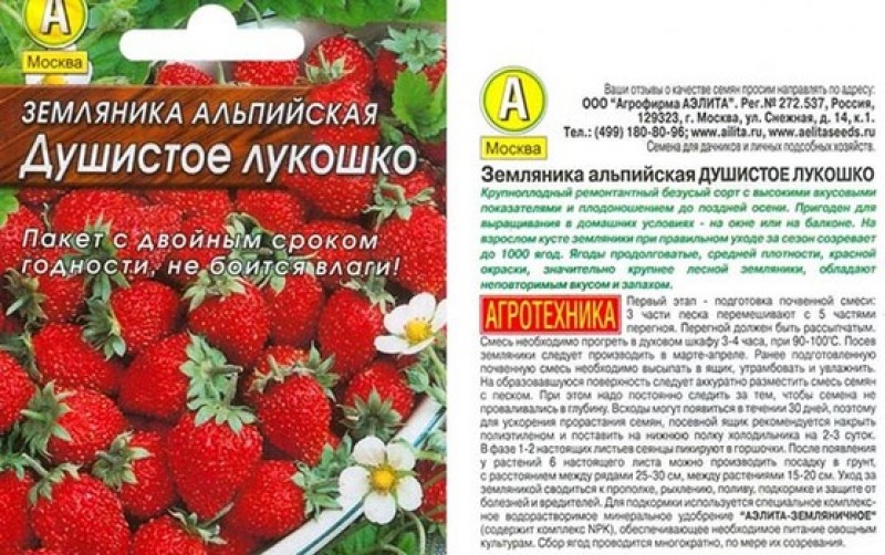 Пикировка пеларгонии. Пикировка сеянцев клубники. Когда сажать землянику семенами на рассаду. Всходы садовой земляники. Клубника ремонтантная рассада.