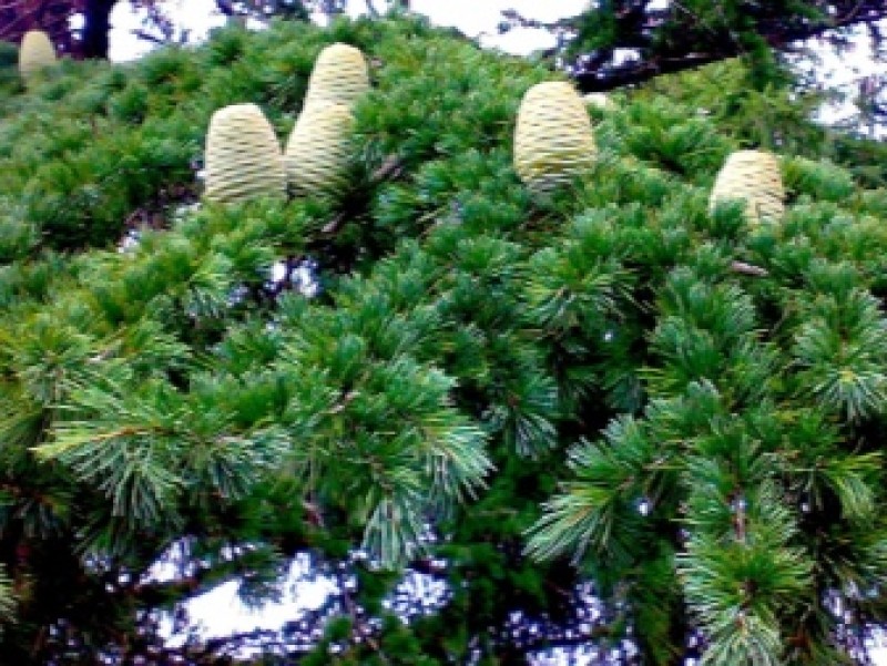 Абхазия гагра кипарис кипарис растения. Кедр абхазия. Хвойники абхазии. Отель кедр абхазия пицунда. Отель кедр пицунда.