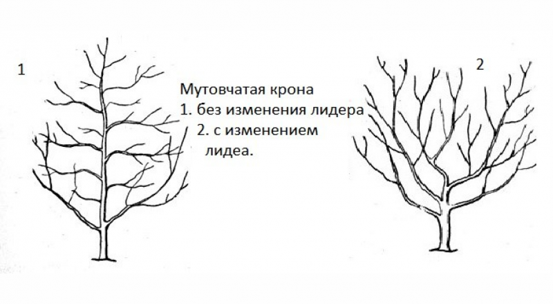 Схема обрезки абрикоса осенью для новичков в картинках