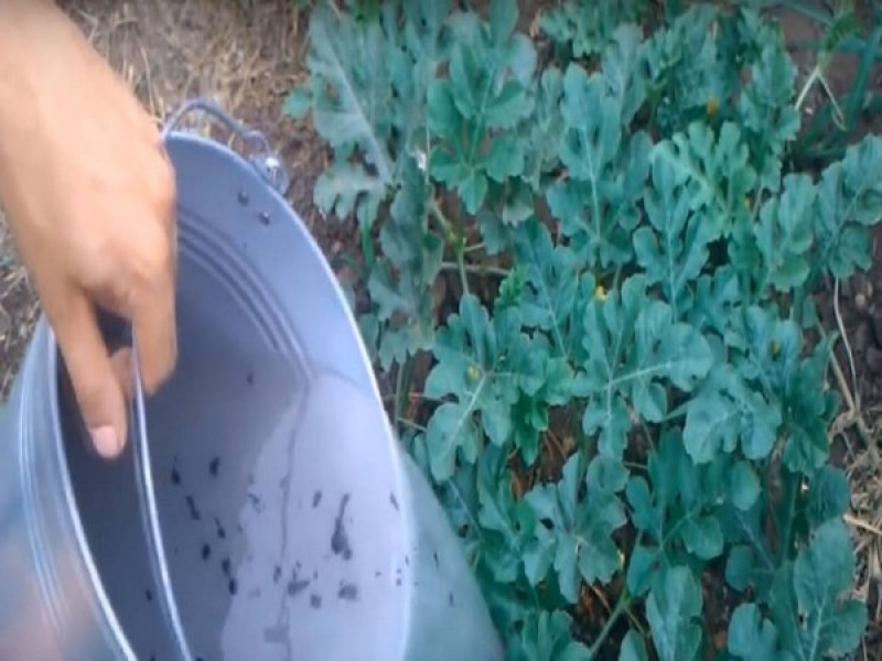 Чем прикармливать арбузы. Удобрение для дыни. Арбузы в открытом грунте. Арбуз и дыня. Арбузы в открытом грунте.