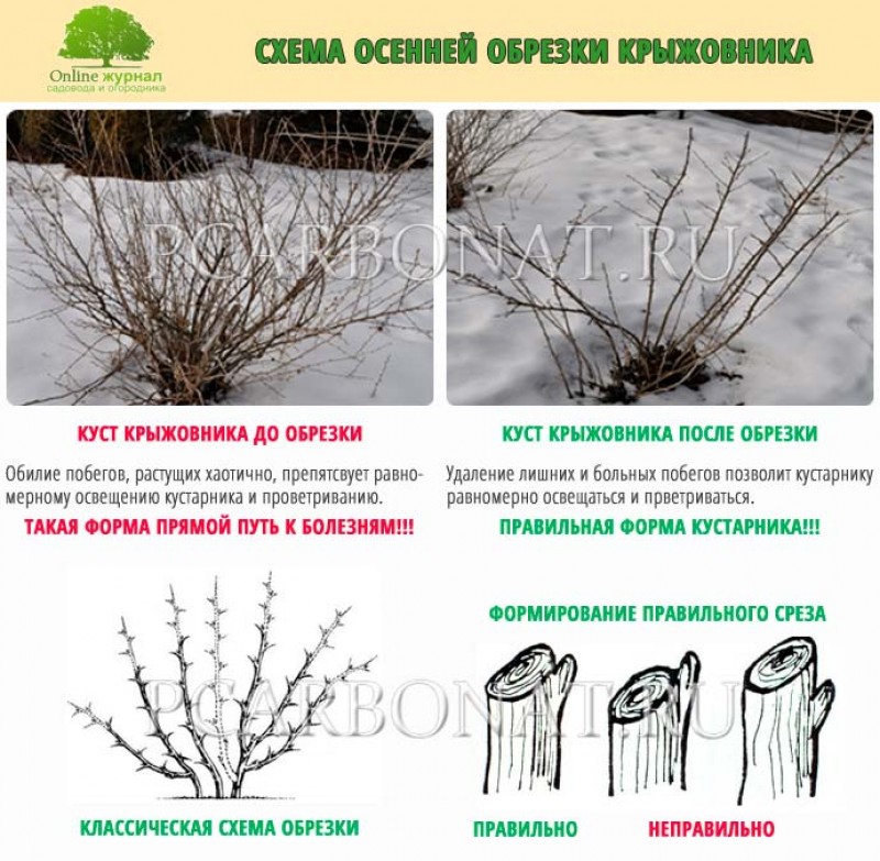 Можно ли зимой обрезать. Схема обрезки куста крыжовника. Схема обрезки крыжовника осенью. Обрезанный куст крыжовника. Схема обрезки крыжовника весной.