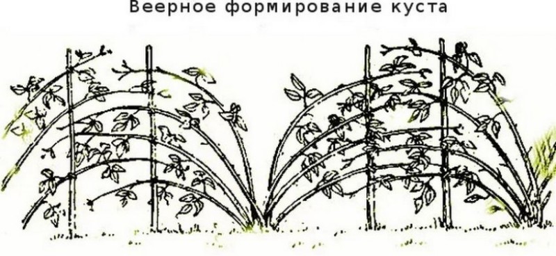 Веерное формирование куста