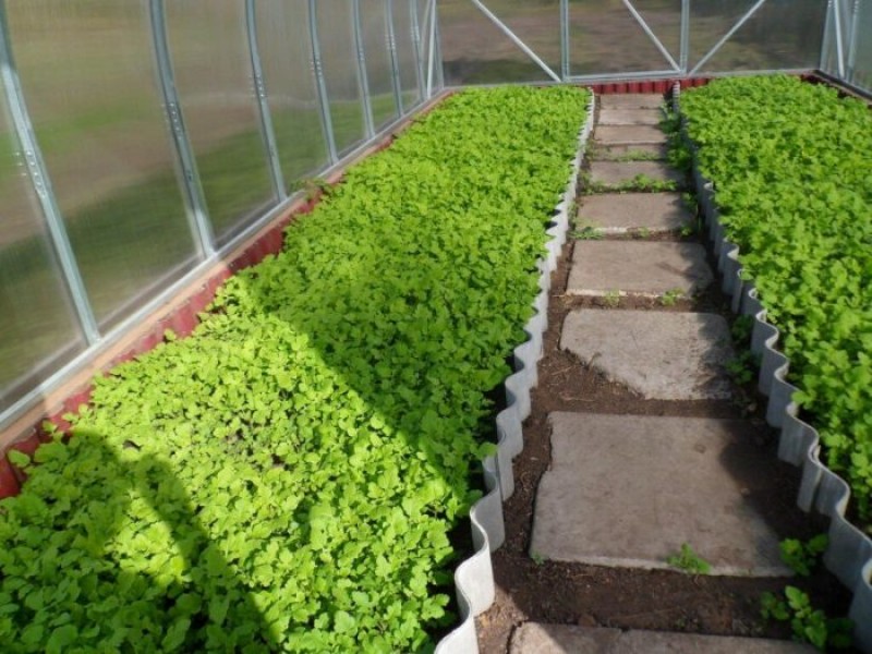 Сидераты в теплице