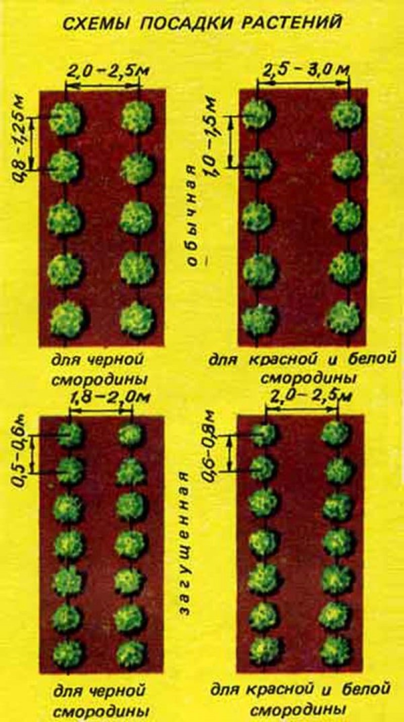 Сажать расстояние. Схема посадки смородины черной. Схема посадки смородины. Схема посадки смородины между кустами. Схема посадки красной смородины.