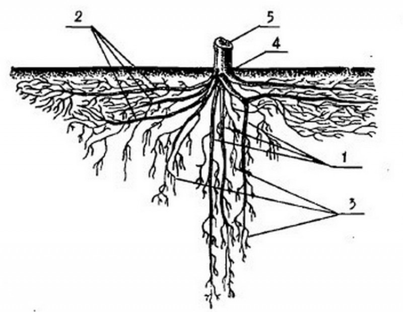 Корневая система яблони глубина схема фото и описание