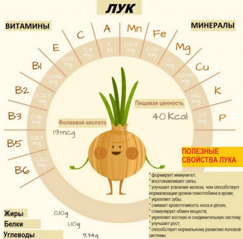 Состав лука