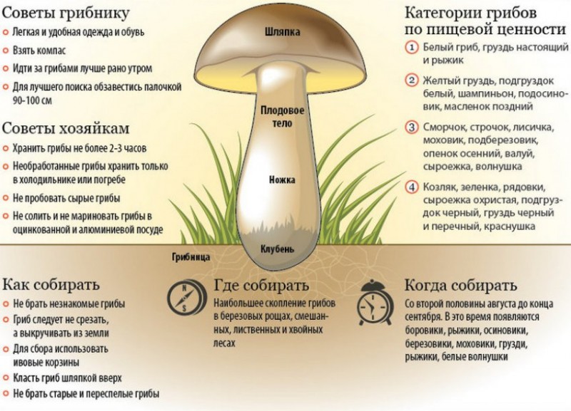 Советы грибникам