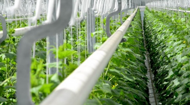 CO2 для теплиц и гроубоксов: системы и методы | CO2-Shop