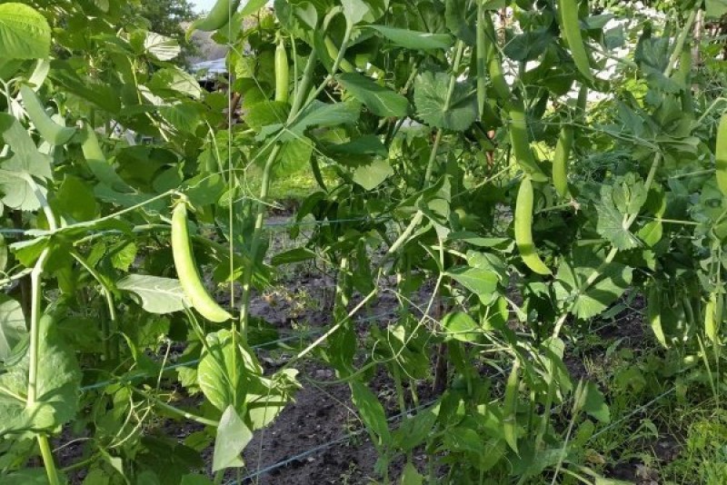 горох т. Pisum sativum плод. зеленый горошек (кантарелла). Green peas горох. горох премиум.